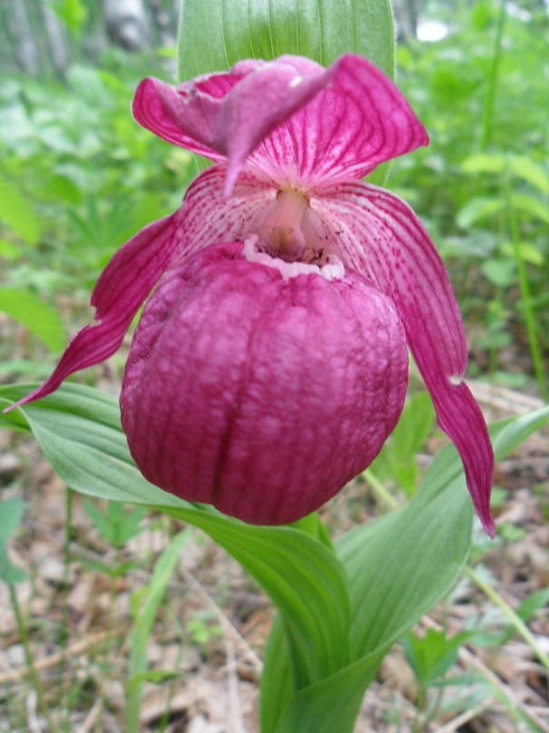 Image of Cypripedium macranthos specimen.