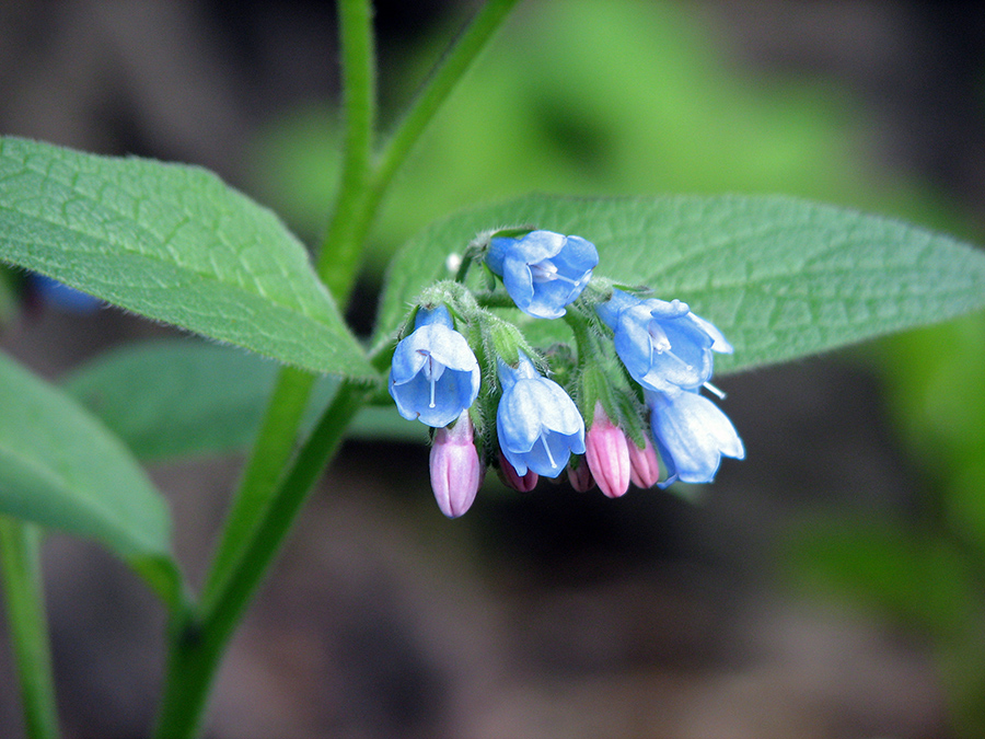 Изображение особи Symphytum caucasicum.