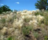 Stipa borysthenica