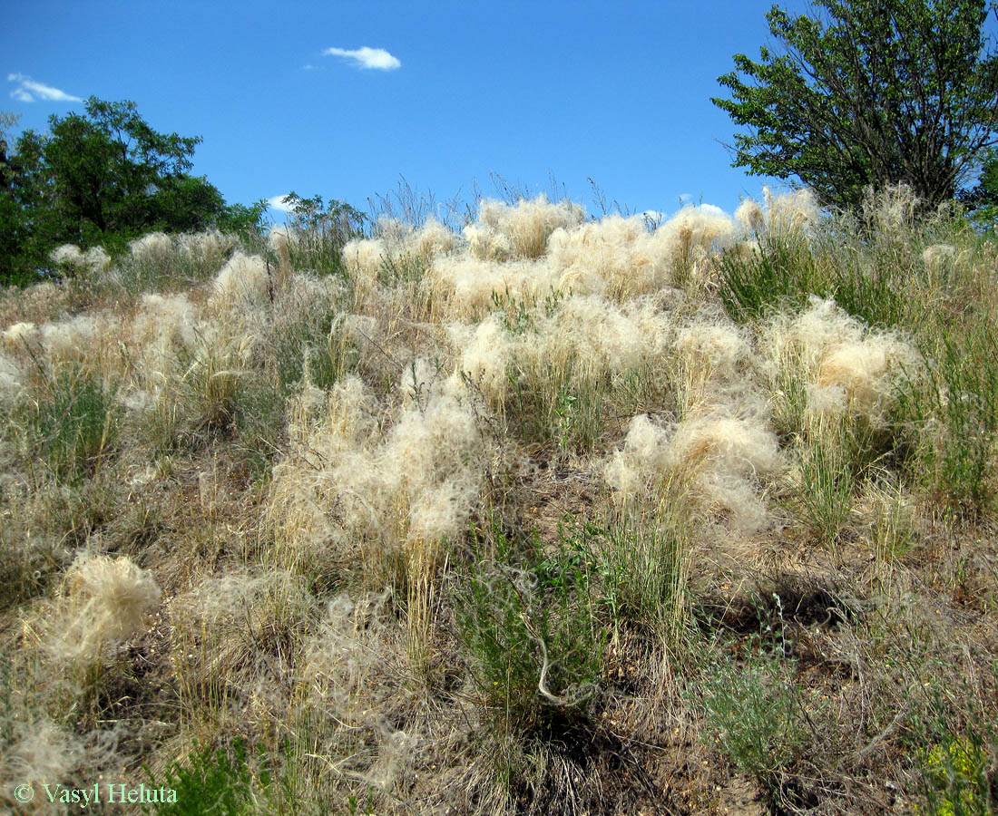 Image of Stipa borysthenica specimen.