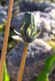 Taraxacum nivale. Нераскрывшееся соцветие. Кольский п-ов, Восточный Мурман, окрестности Дальних Зеленцов, берег Шестого Евтюковского озера. 09.07.2011.