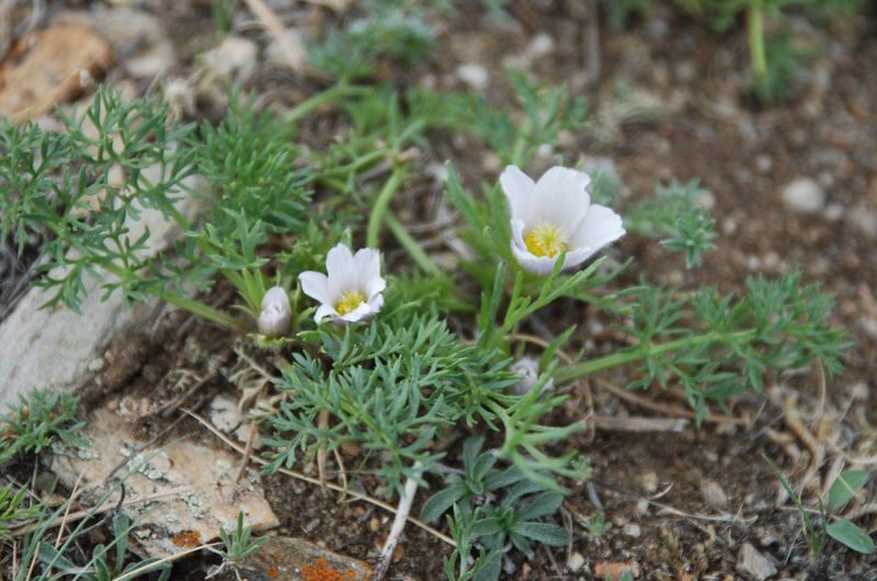 Изображение особи Pulsatilla tenuiloba.