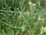 Camelina sylvestris