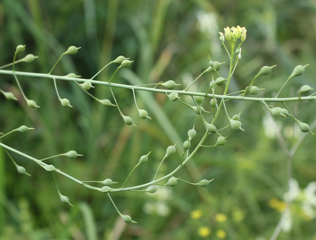 Image of Camelina sylvestris specimen.