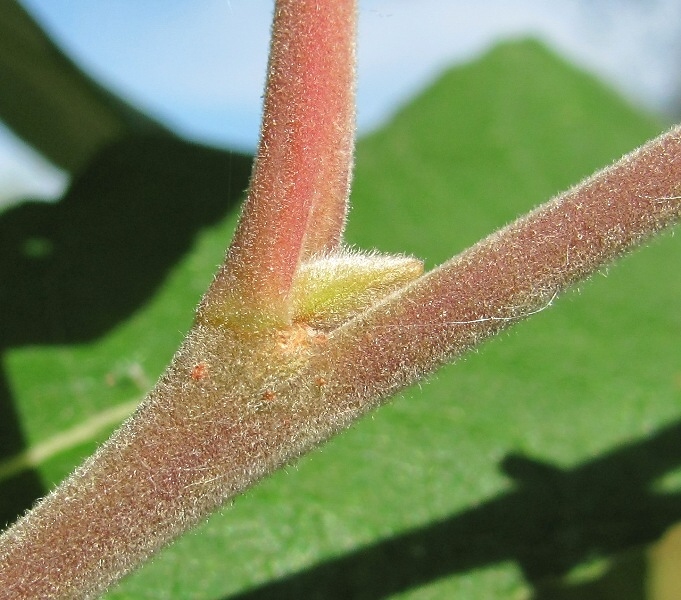 Image of Salix &times; schaburovii specimen.