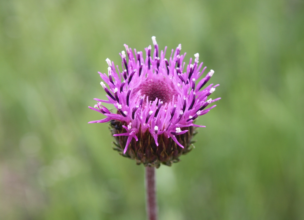 Image of Jurinea blanda specimen.