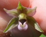 Epipactis helleborine