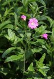 Epilobium hirsutum