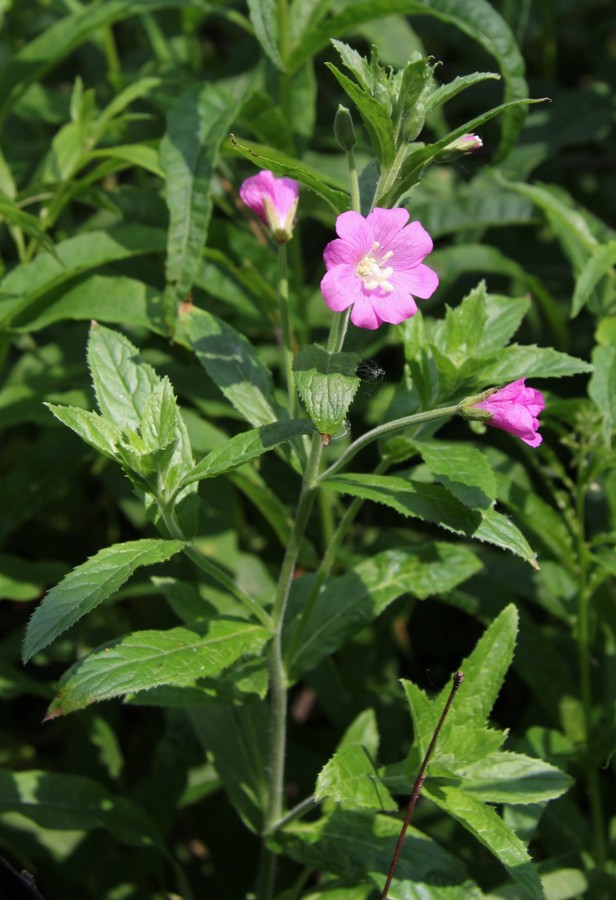 Изображение особи Epilobium hirsutum.