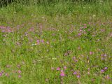 Geranium palustre