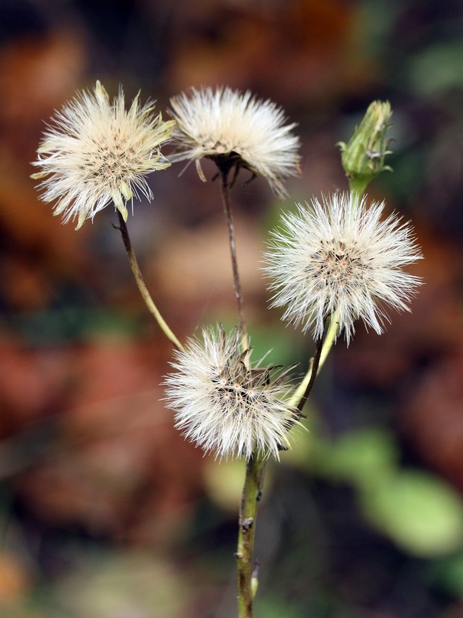 Изображение особи Hieracium umbellatum.