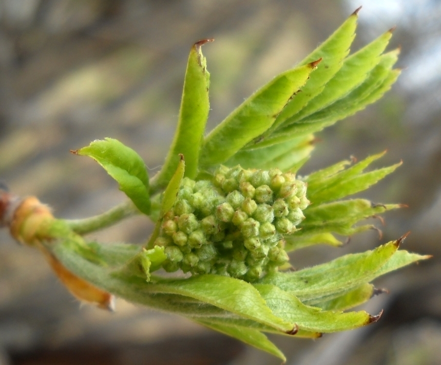 Image of genus Sorbus specimen.