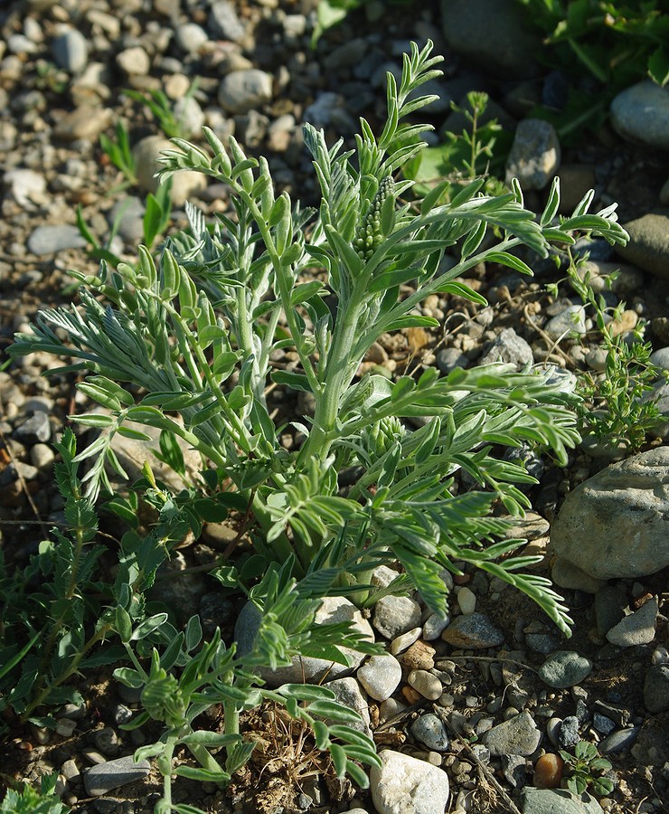 Изображение особи семейство Fabaceae.