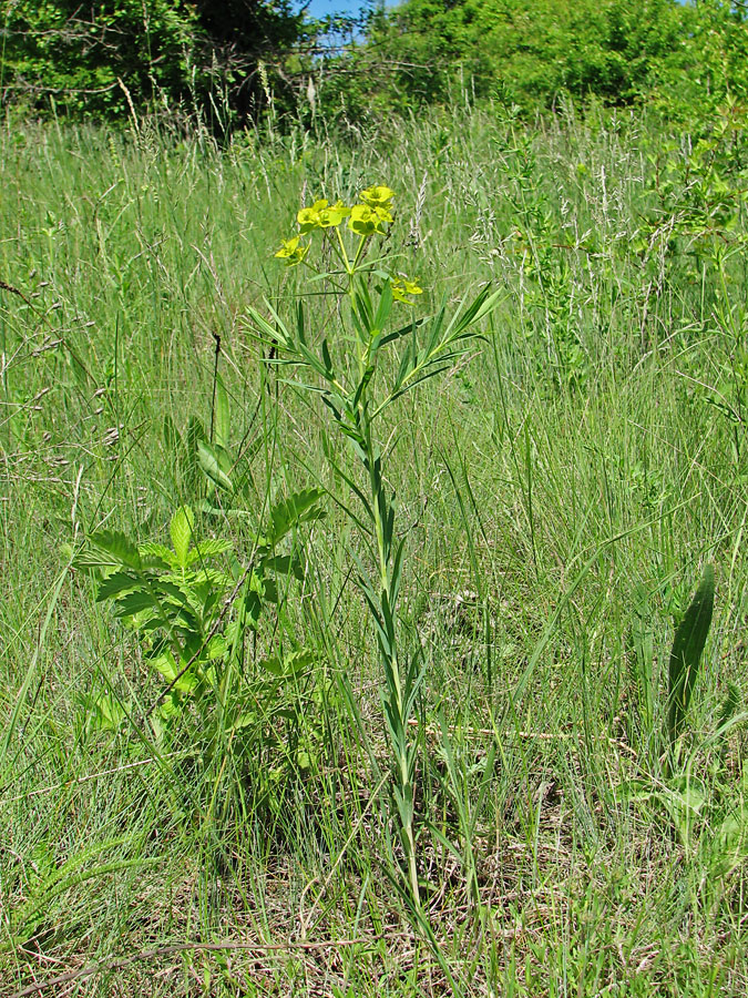 Изображение особи Euphorbia virgata.