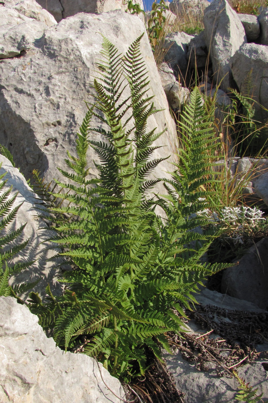 Изображение особи Dryopteris villarii.