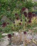 Allium atroviolaceum