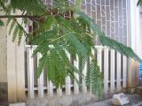 Albizia julibrissin. Ветвь. Южный берег Крыма, пос. Гурзуф. 21 августа 2007 г.