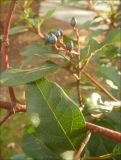 Viburnum tinus. Веточка с плодами. Черноморское побережье Кавказа, г. Новороссийск, в культуре (единственный экземпляр). 2 января 2012 г.