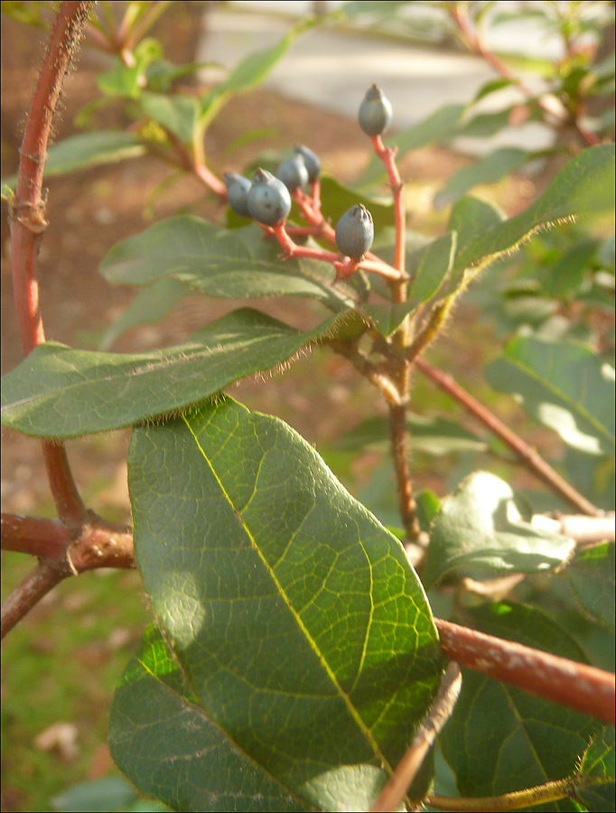 Изображение особи Viburnum tinus.