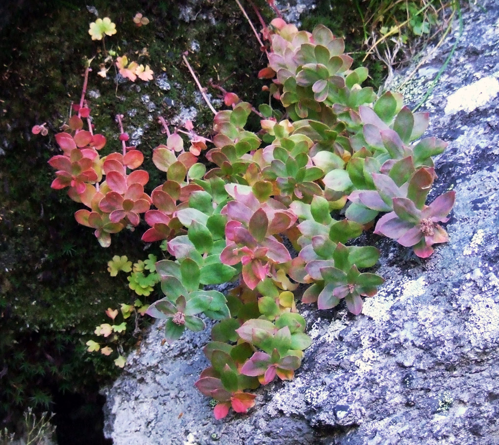 Image of Rhodiola rosea specimen.