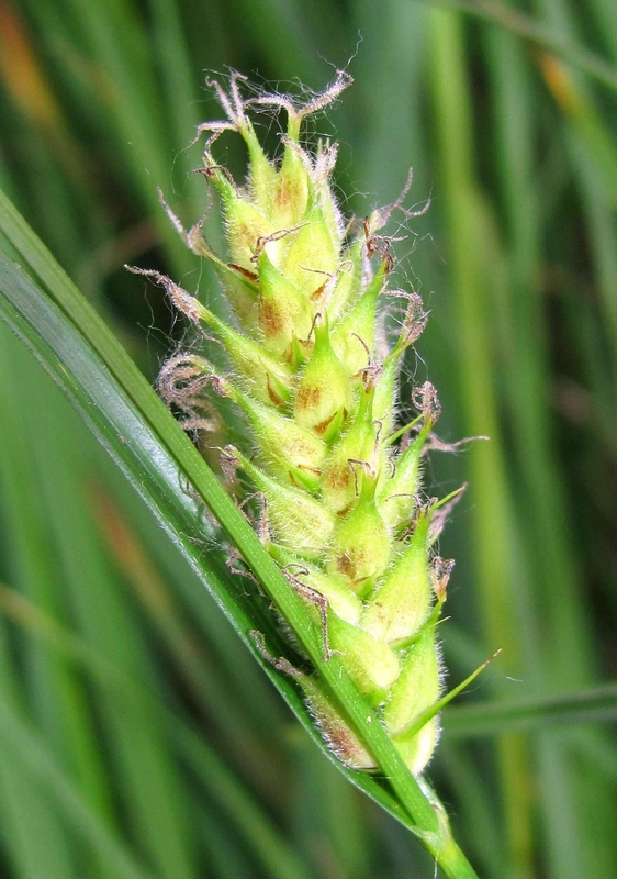 Image of Carex hirta specimen.