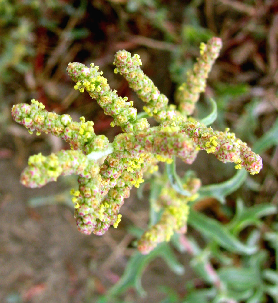 Image of Atriplex tatarica specimen.