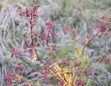 Thalictrum lucidum