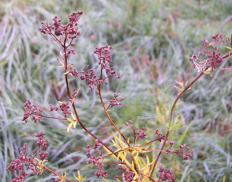 Image of Thalictrum lucidum specimen.