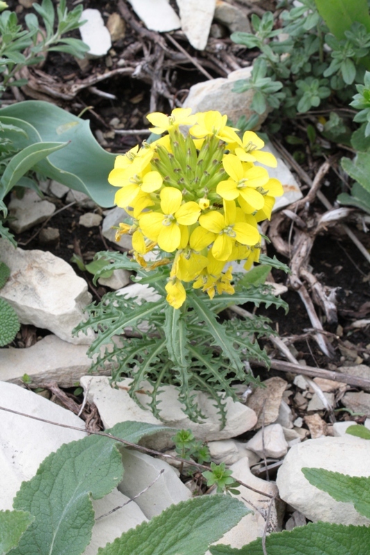 Изображение особи Erysimum callicarpum.