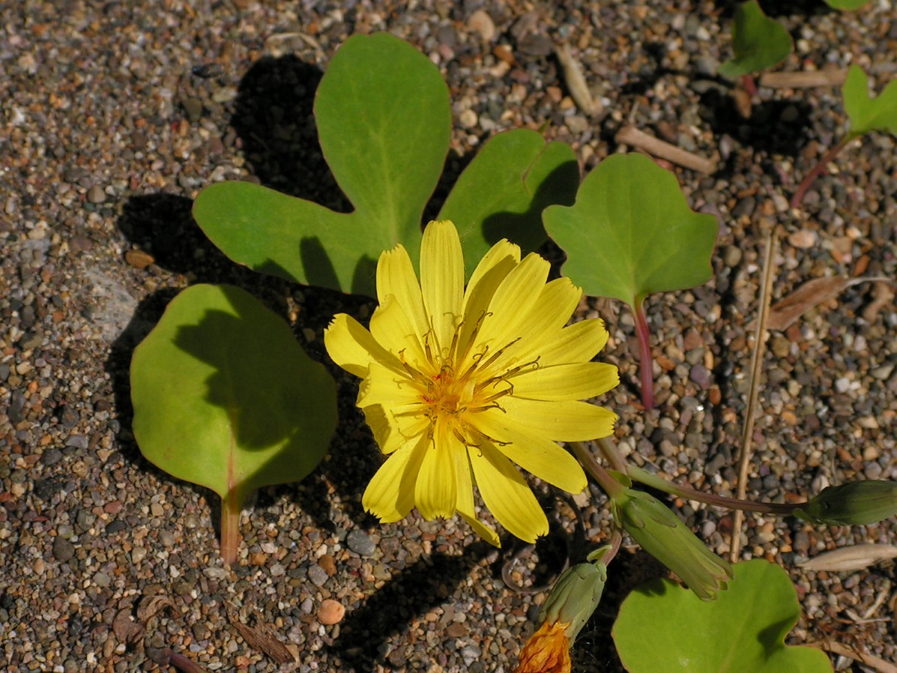 Image of Chorisis repens specimen.