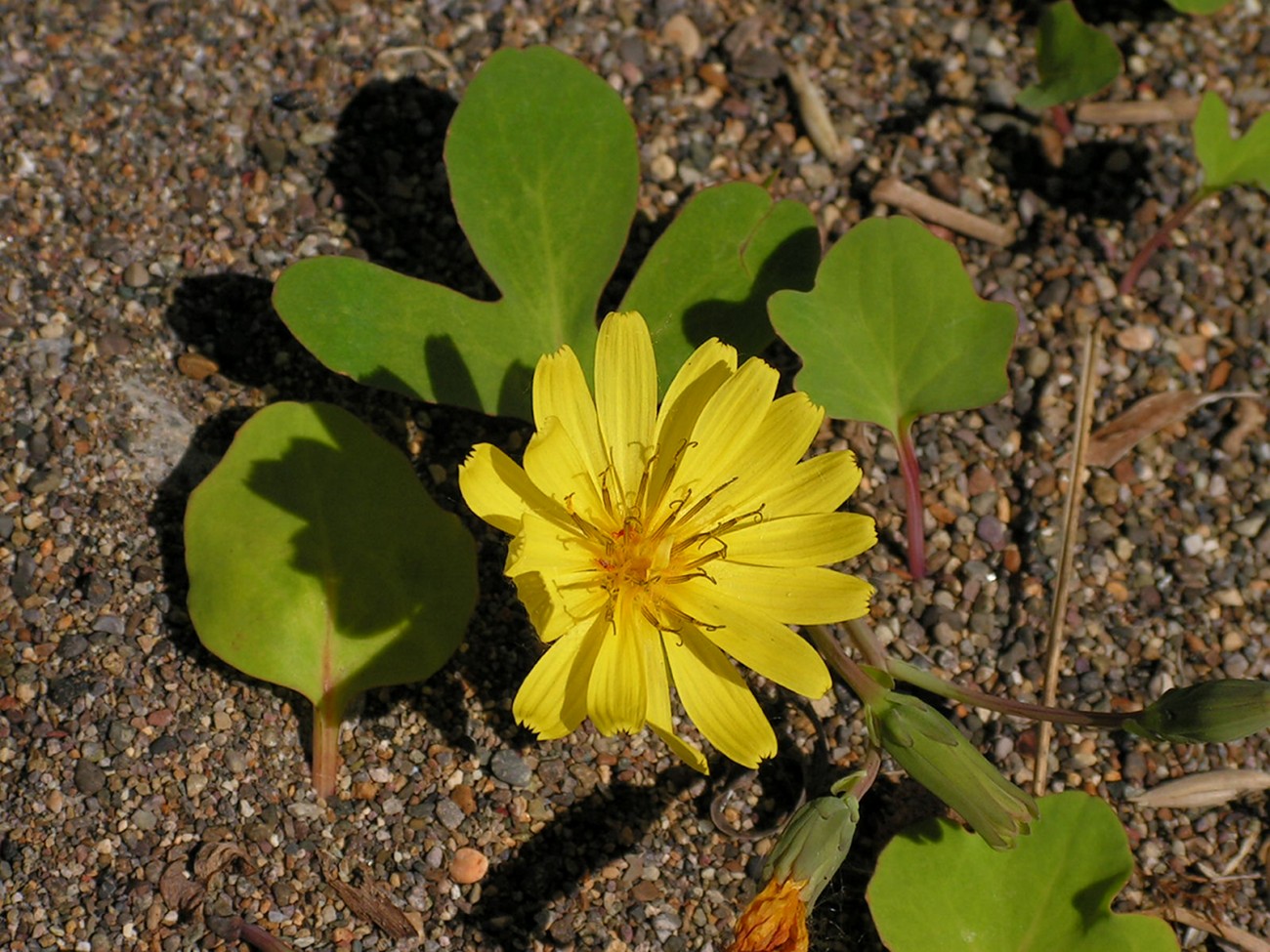 Изображение особи Chorisis repens.