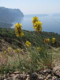 Asphodeline lutea. Цветущие растения. Южный Берег Крыма, окр. Балаклавы. 30 апреля 2012 г.