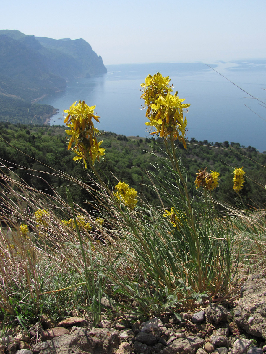 Изображение особи Asphodeline lutea.