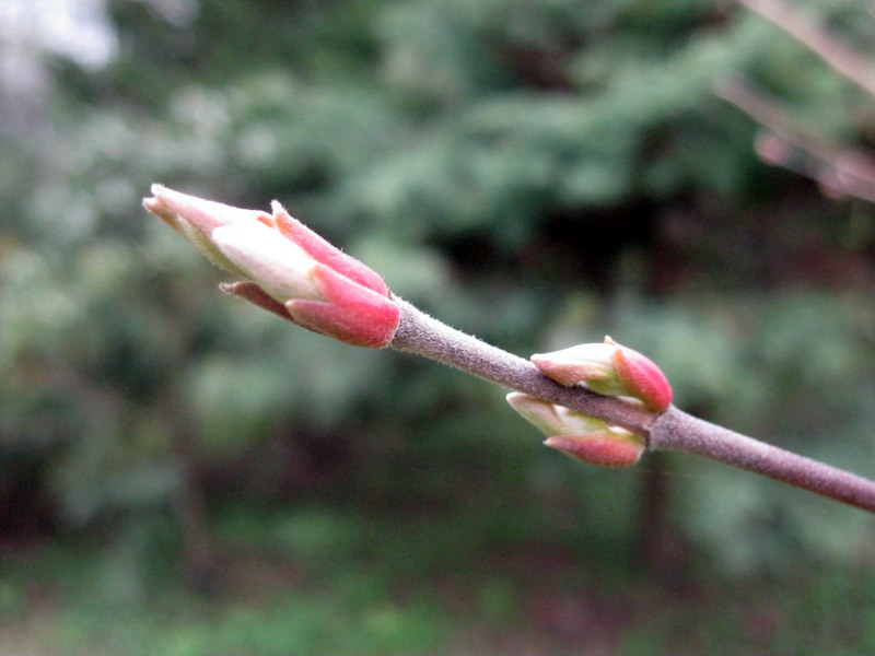 Image of Acer cissifolium specimen.