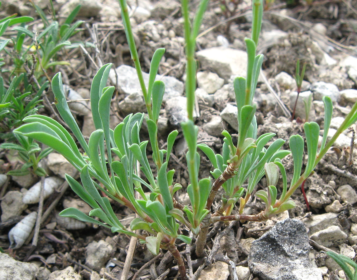 Изображение особи Linum tauricum.