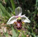 Ophrys scolopax