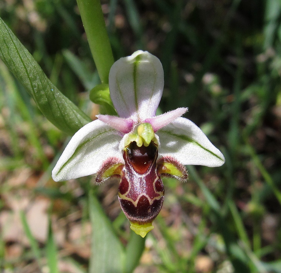 Изображение особи Ophrys scolopax.