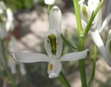 Albuca nelsonii