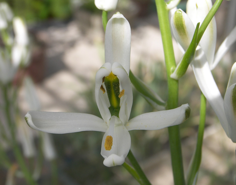 Image of Albuca nelsonii specimen.