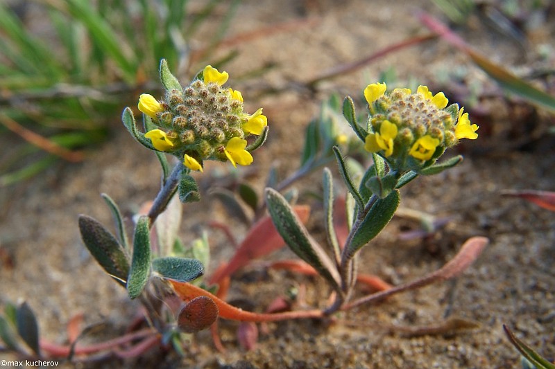 Image of Alyssum turkestanicum var. desertorum specimen.