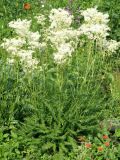 Filipendula vulgaris. Цветущее растение. Окр. Томска, собственный питомник, в культуре. 24 июня 2012 г.