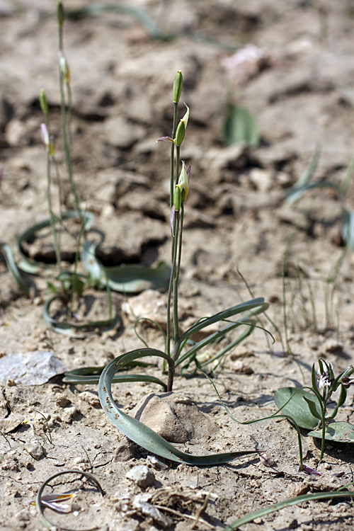 Image of Tulipa bifloriformis specimen.