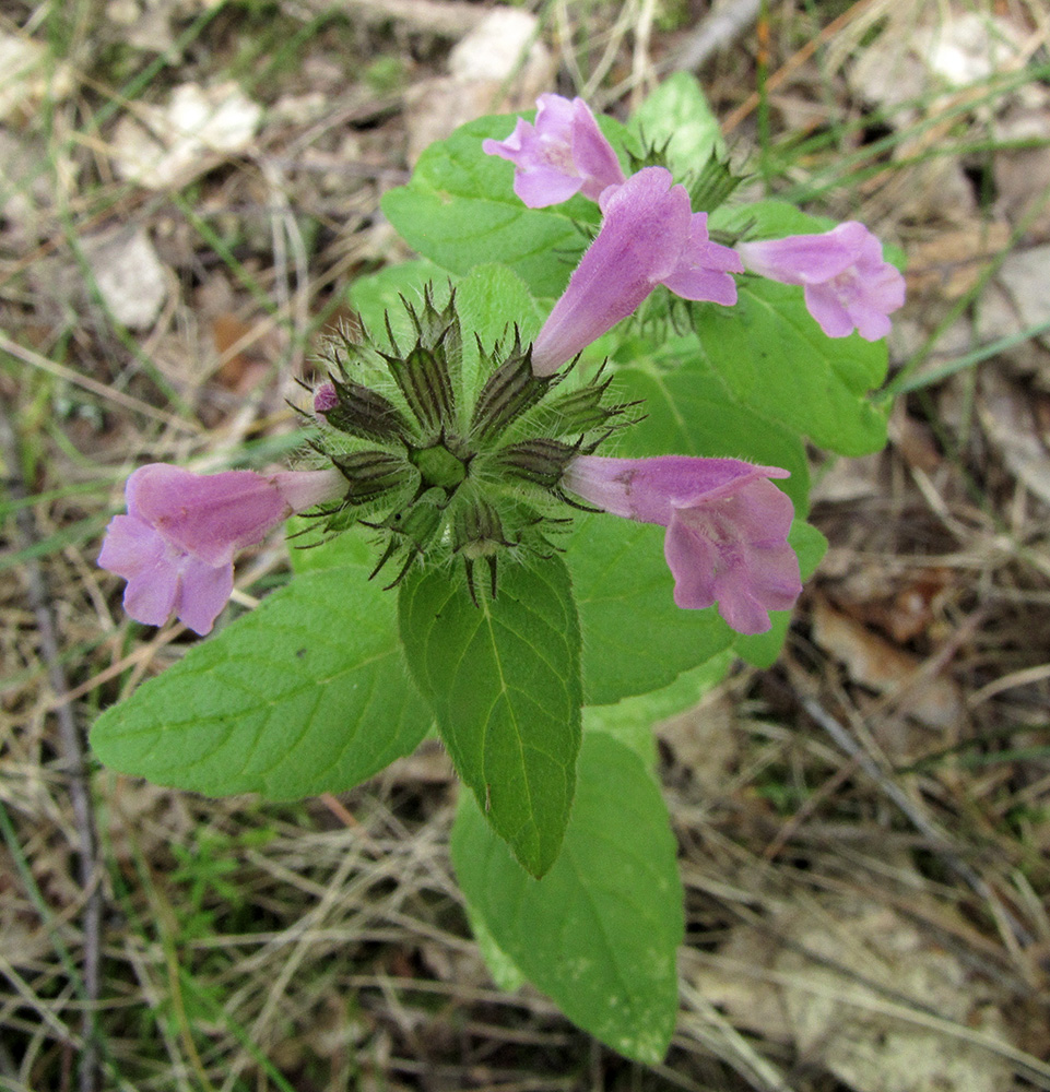 Image of Clinopodium vulgare specimen.