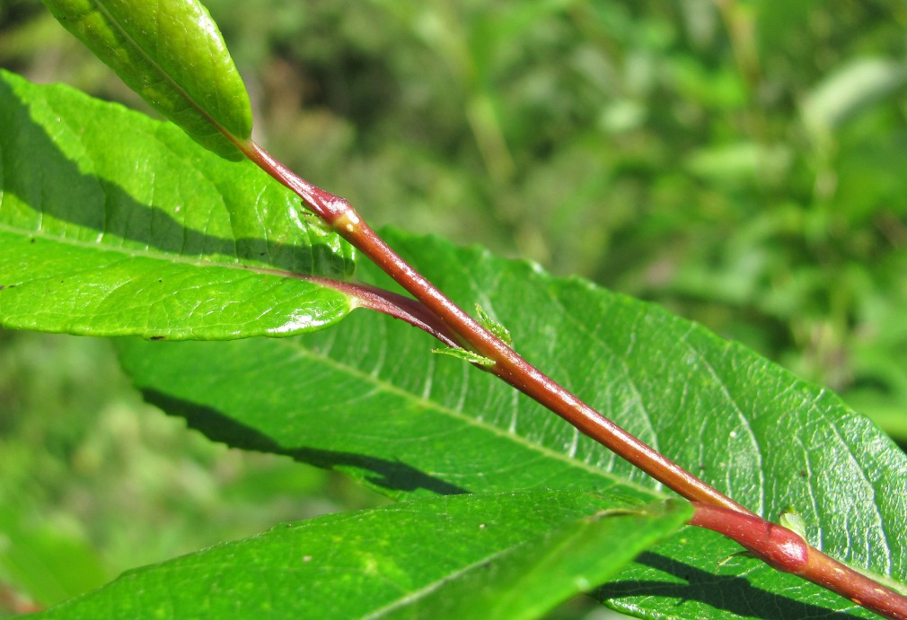 Image of genus Salix specimen.