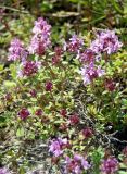 Thymus calcareus