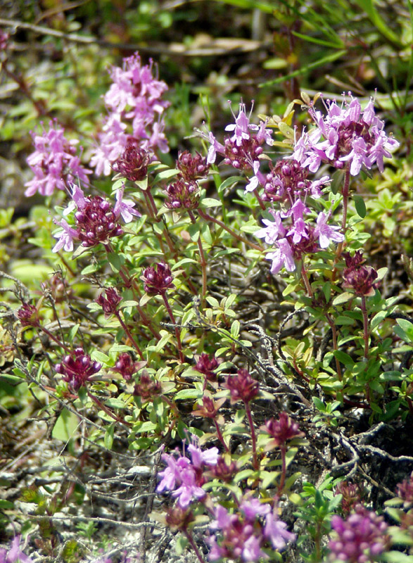 Изображение особи Thymus calcareus.