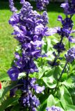 Salvia farinacea. Соцветия. Германия, Бавария, Средняя Франкония, г. Нюрнберг, Нюрнбергская крепость, клумба. 28.06.2012.