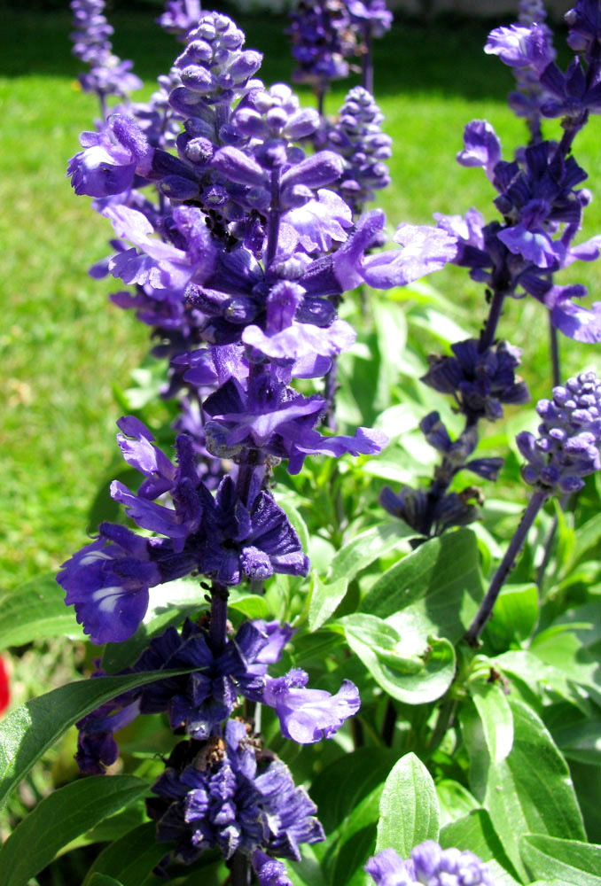 Image of Salvia farinacea specimen.