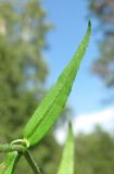 Veronica scutellata