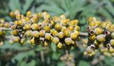 Vitex agnus-castus